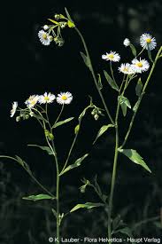 Attēlu rezultāti vaicājumam “Erigeron annuus”