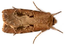 Attēlu rezultāti vaicājumam “Agrotis exclamationis”