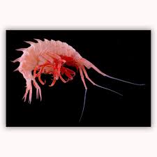 Attēlu rezultāti vaicājumam “Amphipoda”