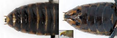 Attēlu rezultāti vaicājumam “Pristiphora maesta”