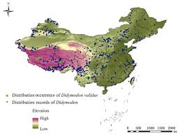 Attēlu rezultāti vaicājumam “Didymodon rigidulus sporophyte”