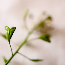 Attēlu rezultāti vaicājumam “Capsella bursa-pastoris bud”
