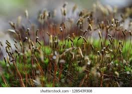 Attēlu rezultāti vaicājumam “Polytrichum juniperinum sporophyte”