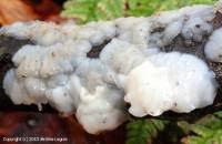 Attēlu rezultāti vaicājumam “Exidia thuretiana”