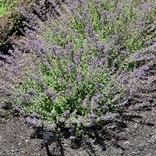 Attēlu rezultāti vaicājumam “Nepeta x faassenii leaf”