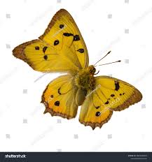 Attēlu rezultāti vaicājumam “Colias croceus”