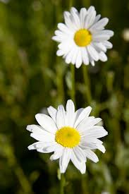 Attēlu rezultāti vaicājumam “Leucanthemum vulgare”