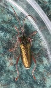 Attēlu rezultāti vaicājumam “Donacia clavipes”