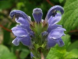 Attēlu rezultāti vaicājumam “Dracocephalum ruyschiana leaf”