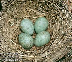 Attēlu rezultāti vaicājumam “Turdus merula eggs”