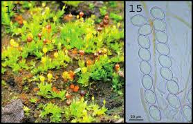 Attēlu rezultāti vaicājumam “Tritomaria exsecta macro”