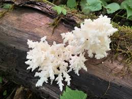 Attēlu rezultāti vaicājumam “Hericium coralloides”