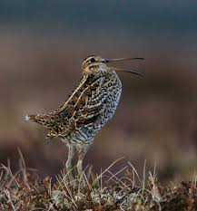 Attēlu rezultāti vaicājumam “Gallinago gallinago eggs”