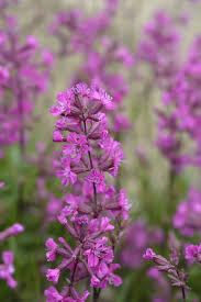 Attēlu rezultāti vaicājumam “Silene viscaria leaf”