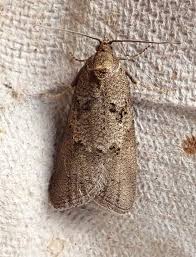 Attēlu rezultāti vaicājumam “Eana incanana”