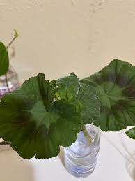 Attēlu rezultāti vaicājumam “Geranium bohemicum bud”