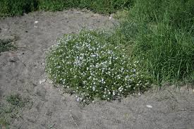 Attēlu rezultāti vaicājumam “Cakile maritima subsp. baltica flower”