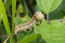 Attēlu rezultāti vaicājumam “Agrochola litura imago”