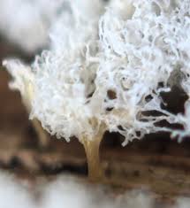 Attēlu rezultāti vaicājumam “Phleogena faginea sessile”