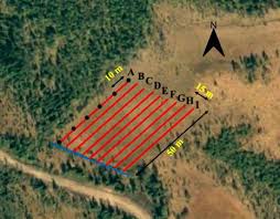 Attēlu rezultāti vaicājumam “Carex chordorhiza”