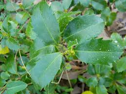 Attēlu rezultāti vaicājumam “Ilex x meserveae”