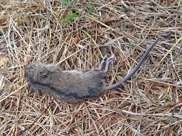 Attēlu rezultāti vaicājumam “Apodemus agrarius”