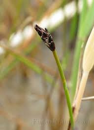 Attēlu rezultāti vaicājumam “Eleocharis uniglumis”