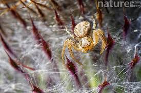 Attēlu rezultāti vaicājumam “Xysticus cristatus”