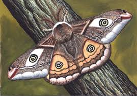 Attēlu rezultāti vaicājumam “Saturnia pavonia cocoon”