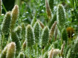 Attēlu rezultāti vaicājumam “Setaria viridis leaf”