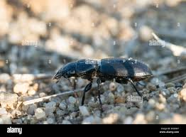 Attēlu rezultāti vaicājumam “Broscus cephalotes”