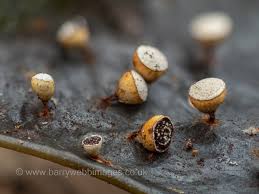 Attēlu rezultāti vaicājumam “Craterium minutum young”