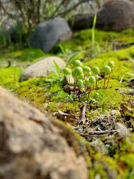 Attēlu rezultāti vaicājumam “Ptilidium pulcherrimum sporophyte”