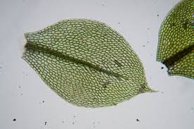 Attēlu rezultāti vaicājumam “Bryum capillare”