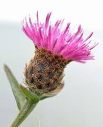 Attēlu rezultāti vaicājumam “Urophora jaceana”