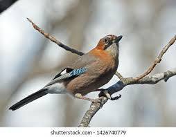 Attēlu rezultāti vaicājumam “Garrulus glandarius adult”