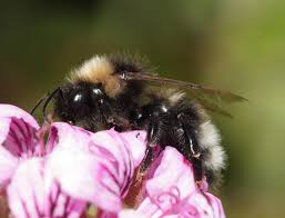 Attēlu rezultāti vaicājumam “Psithyrus sylvestris”