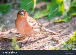 Attēlu rezultāti vaicājumam “Fringilla coelebs”