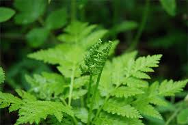 Attēlu rezultāti vaicājumam “Botrychium virginianum”