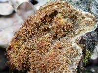 Attēlu rezultāti vaicājumam “Hyphodontia barba-jovis”