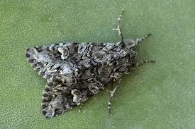 Attēlu rezultāti vaicājumam “Papestra biren”