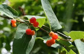 Attēlu rezultāti vaicājumam “Lonicera tatarica fruit”