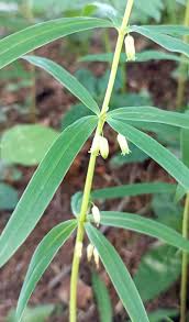 Attēlu rezultāti vaicājumam “Polygonatum verticillatum”
