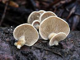 Attēlu rezultāti vaicājumam “Panellus stipticus”