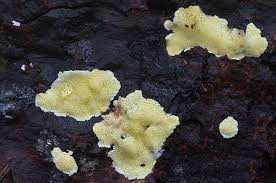 Attēlu rezultāti vaicājumam “Flaviporus citrinellus”