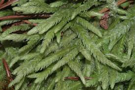 Attēlu rezultāti vaicājumam “Plagiothecium sp.”