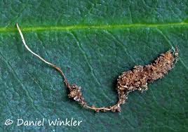 Attēlu rezultāti vaicājumam “Cordyceps stylophora”