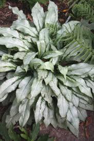 Image result for Pulmonaria Silverado
