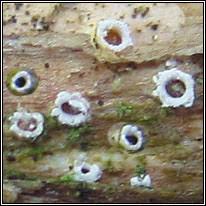 Attēlu rezultāti vaicājumam “Stictis”