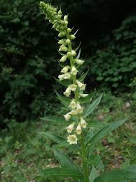 Image result for Digitalis lutea